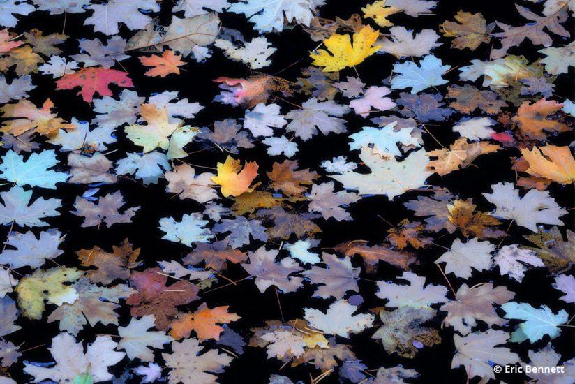 Abstract image of fall leaves floating in water