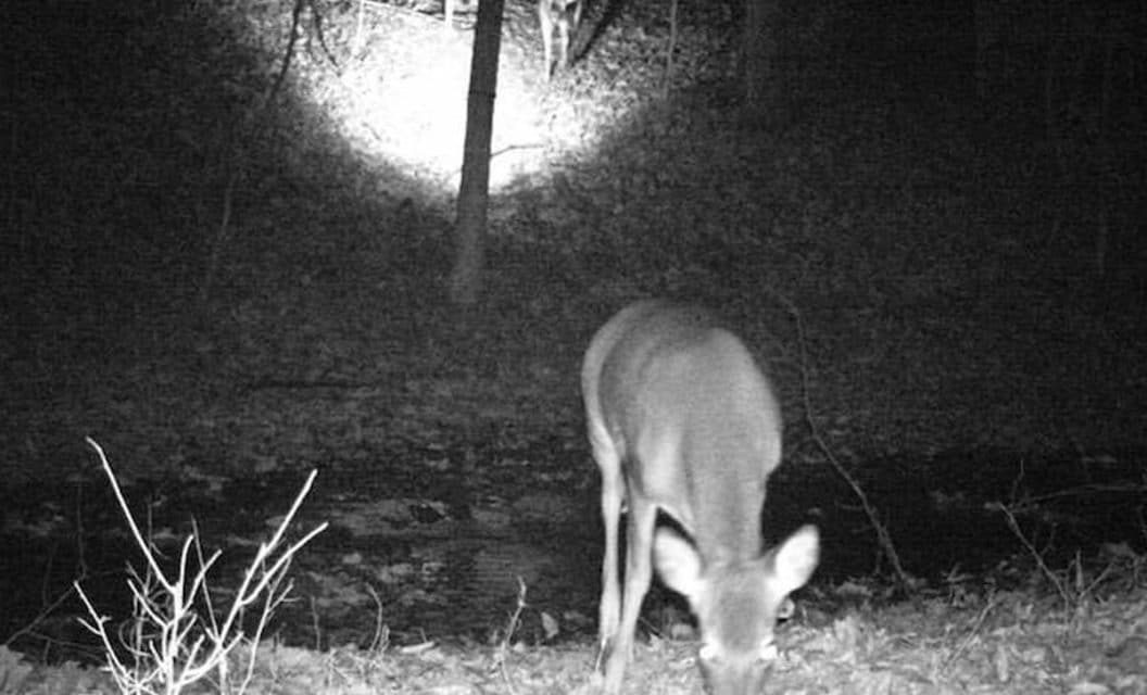 Trail Camera Captures Another Trail Camera Capturing an Image of a Buck