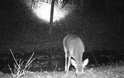 Trail Camera Captures Another Trail Camera Capturing an Image of a Buck