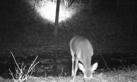 Trail Camera Captures Another Trail Camera Capturing an Image of a Buck