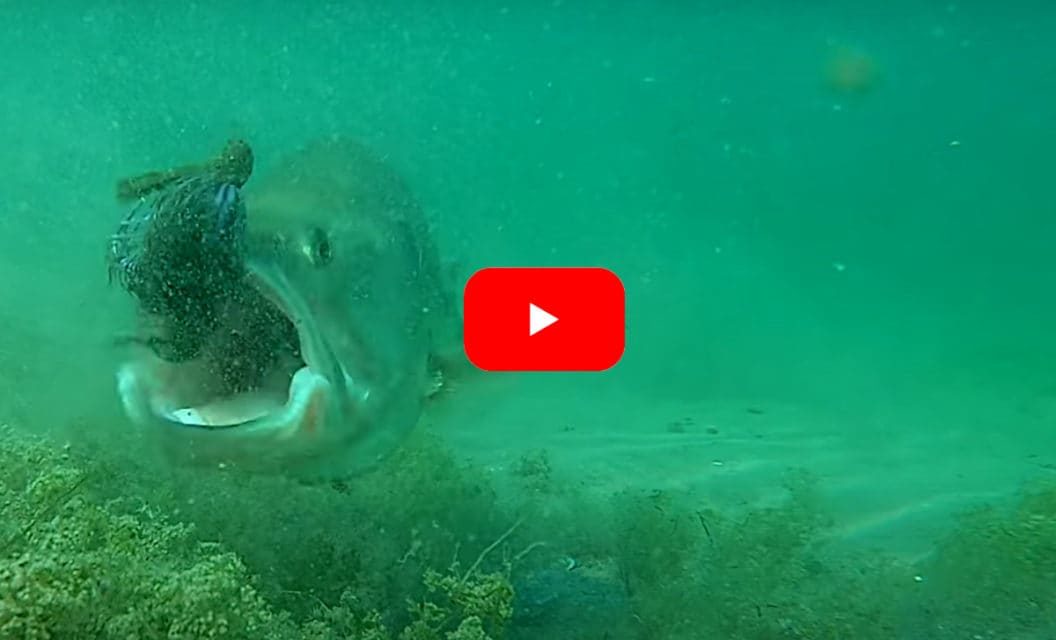 Underwater Footage Captures Bass Reactions to Lures