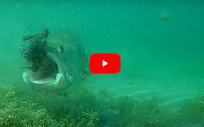 Underwater Footage Captures Bass Reactions to Lures