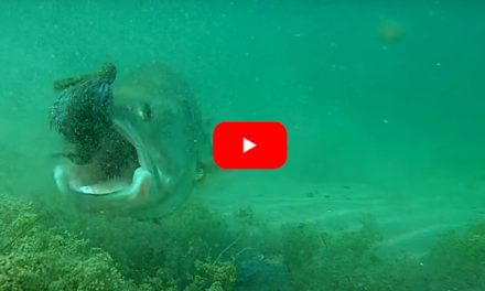 Underwater Footage Captures Bass Reactions to Lures