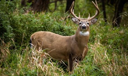 Unlucky Hunter Somehow Misses Buck 5 Times at Point Blank Range