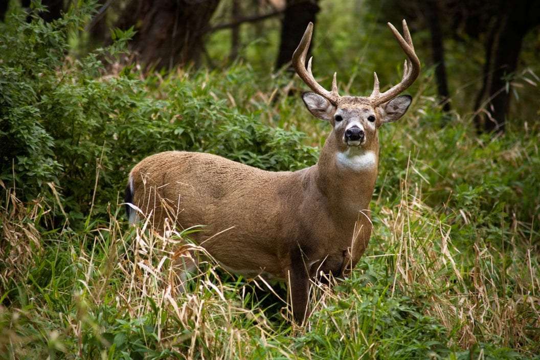 whitetail deer