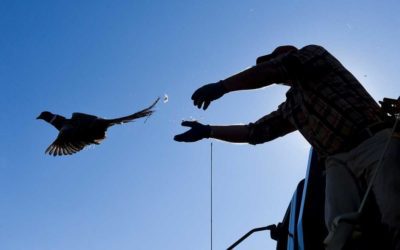 What to Go to School for If You Want to Work in Wildlife Conservation