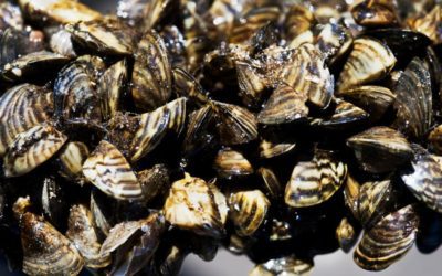 What Zebra Mussels Are, and Why Anglers Should Care