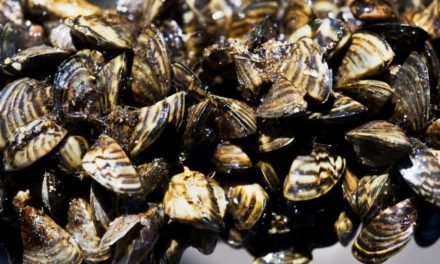 What Zebra Mussels Are, and Why Anglers Should Care