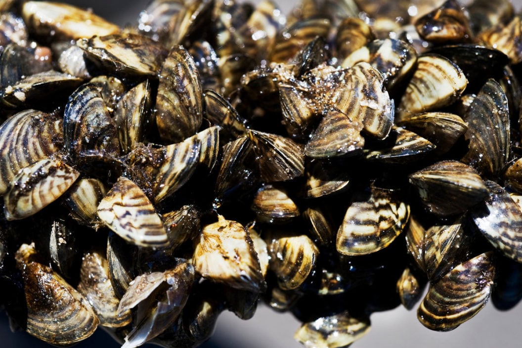 What Are Zebra Mussels