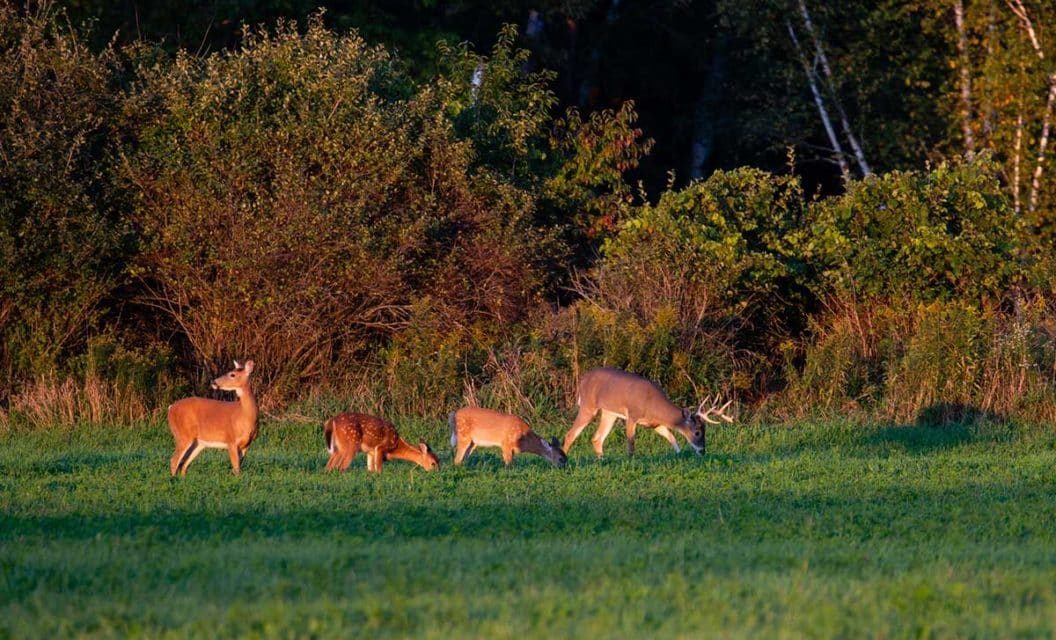 When to Plant Food Plots for Deer Hunting and See the Best Success