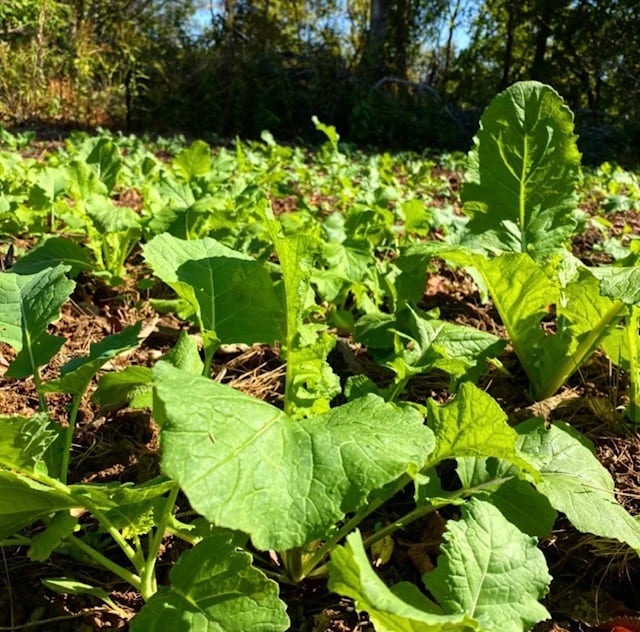 When To Plant Food Plots