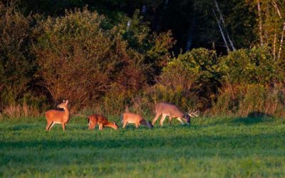 When to Plant Food Plots for Deer Hunting and See the Best Success