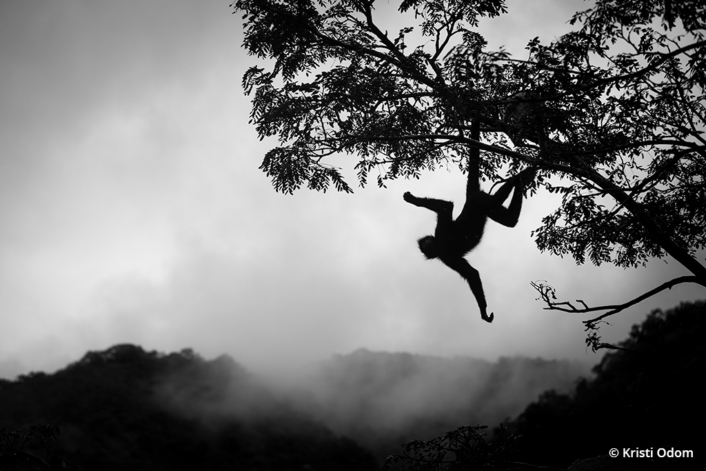 Silhouette of a spider monkey