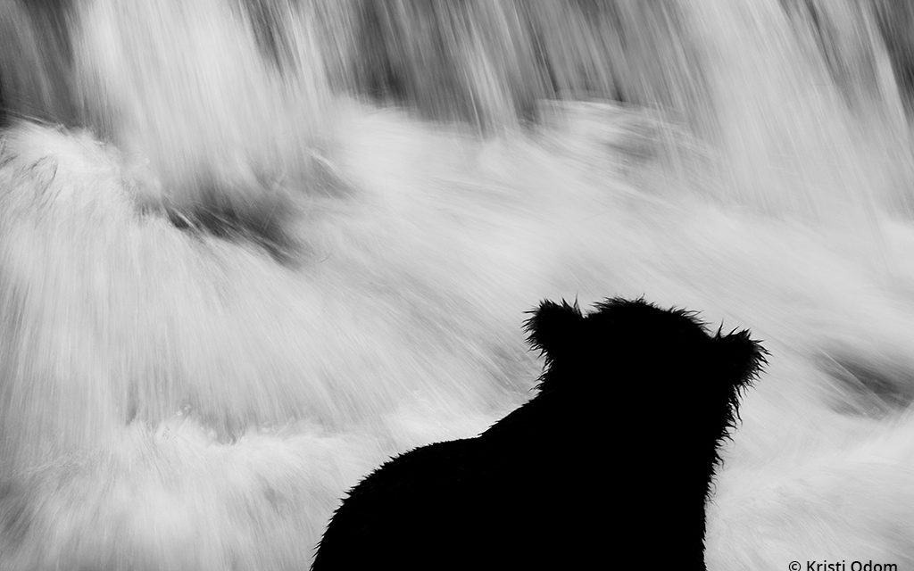 Wildlife In Black & White