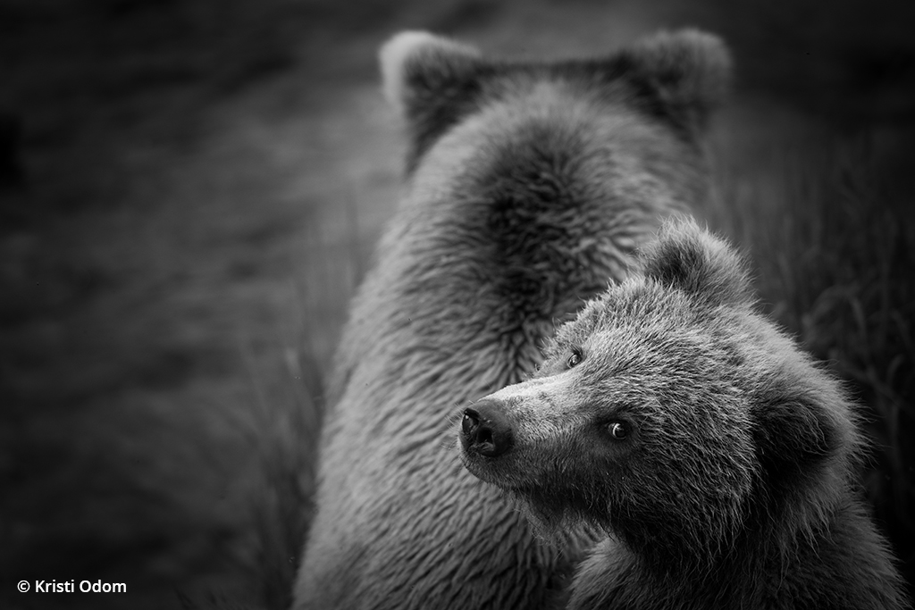 Mama bear and cub