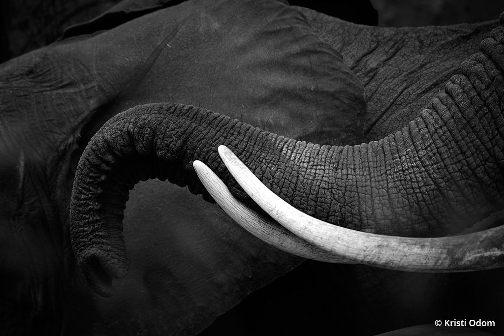 Detail of elephant tusks