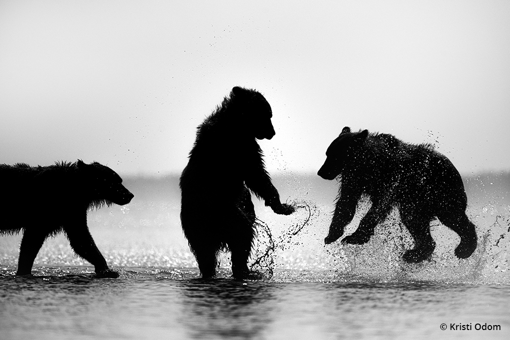 Bears playing along the shoreline