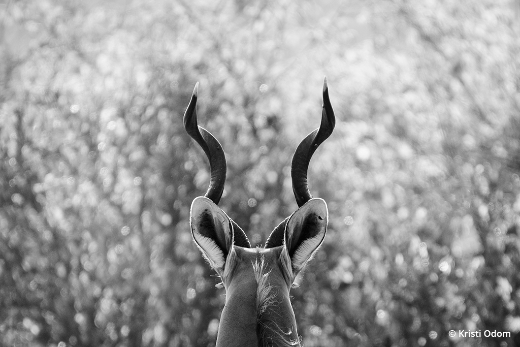 Image of a kudu from behind