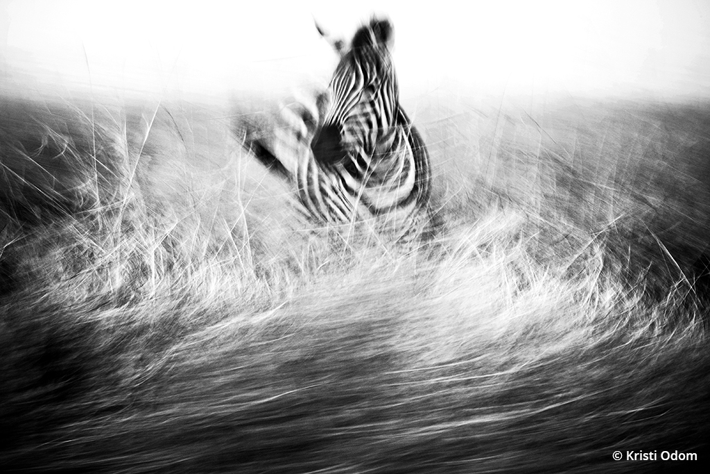 Photo of a zebra with motion blur