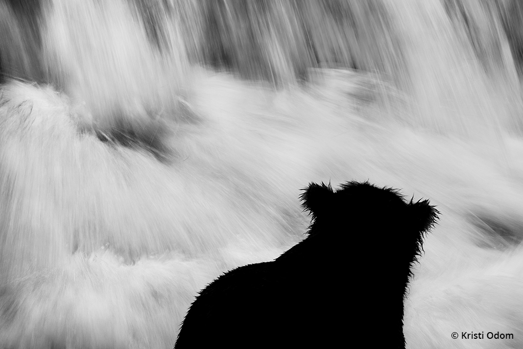 Image of a bear in silhouette