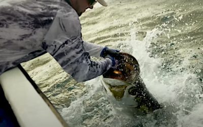 World Record Tarpon: Why We Haven’t Seen the Maximum Size for This Species Yet