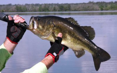 3 Arguments For and 3 Arguments Against Bed Fishing