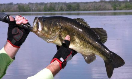 3 Arguments For and 3 Arguments Against Bed Fishing