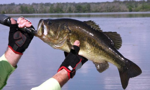 3 Arguments For and 3 Arguments Against Bed Fishing