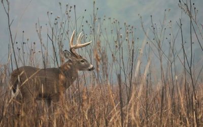 3 Deer Tracking Scenarios, How to Approach Them