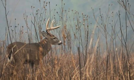 3 Deer Tracking Scenarios, How to Approach Them