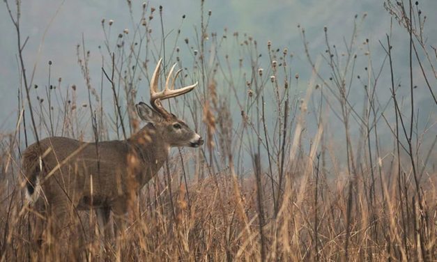 3 Deer Tracking Scenarios, How to Approach Them
