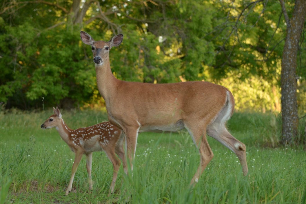 Fawn Recruitment