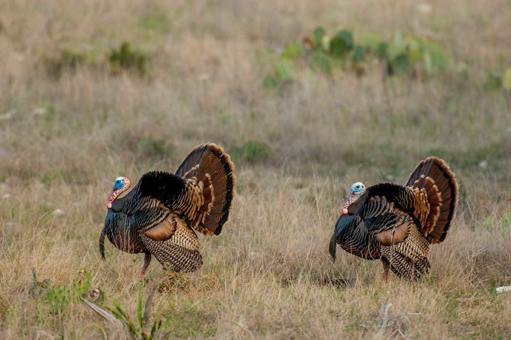 Women's Turkey Hunting Gear