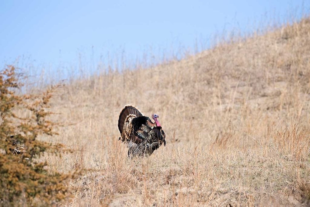 Nebraska Turkey Hunting