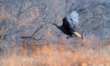 3 Questions to Ask Yourself After a Tough Turkey Season