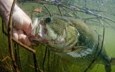 4 Best Baits for Spawning Bass