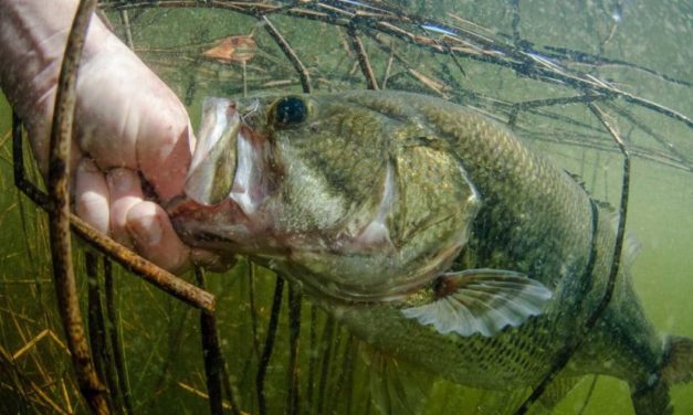 4 Best Baits for Spawning Bass
