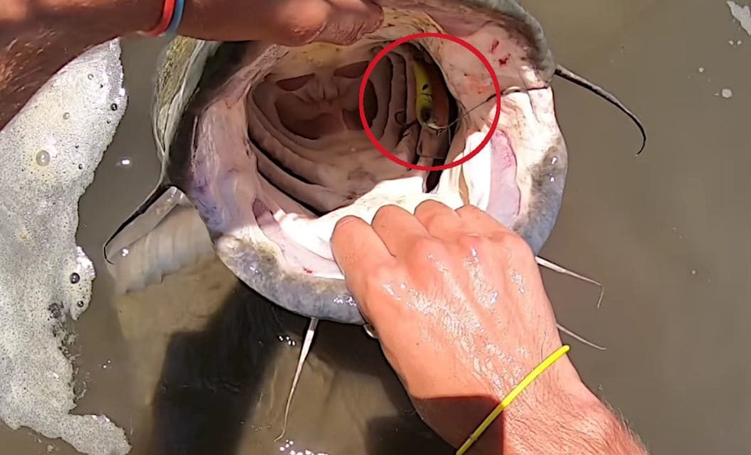 40+ Pound Flathead Catfish Strikes an Angler’s Crankbait in Nebraska