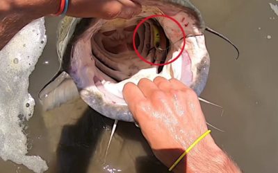 40+ Pound Flathead Catfish Strikes an Angler’s Crankbait in Nebraska