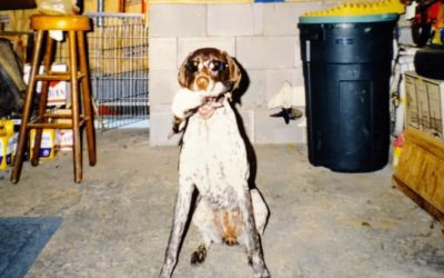 5 Things My Hunting Dog Does That Makes Me Think She’s Human