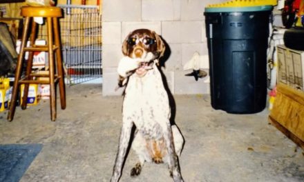 5 Things My Hunting Dog Does That Makes Me Think She’s Human