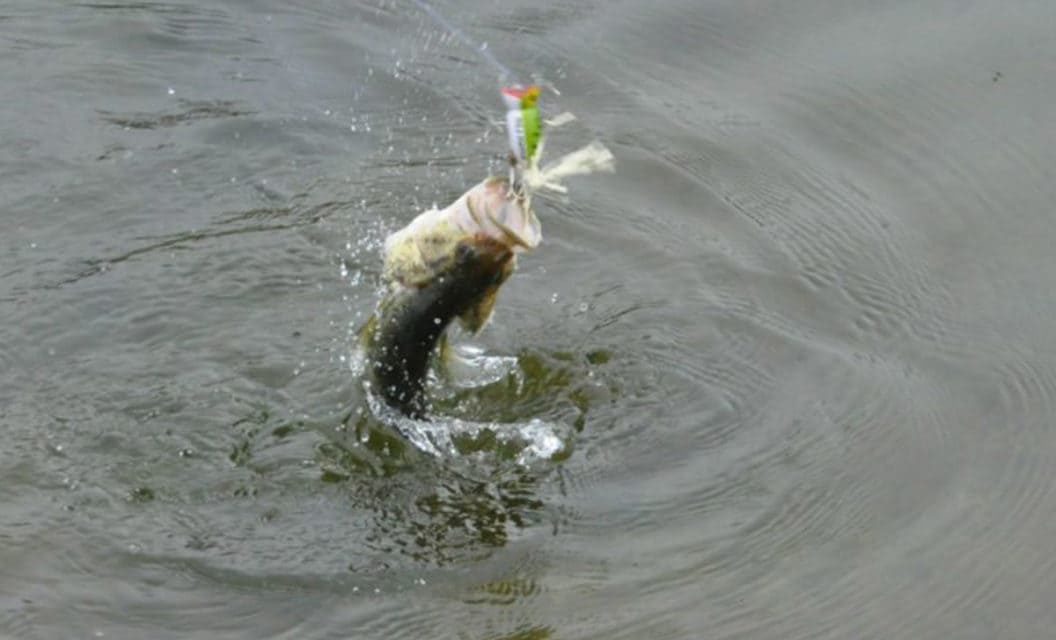 6 Tips for Catching More Pond Bass