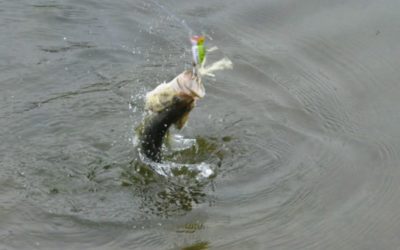 6 Tips for Catching More Pond Bass