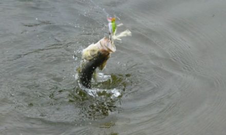6 Tips for Catching More Pond Bass