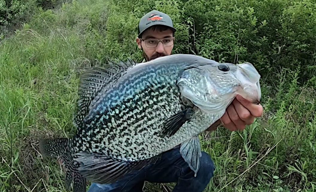 Angler Finds School of Giant Crappie Hiding Under a Dock