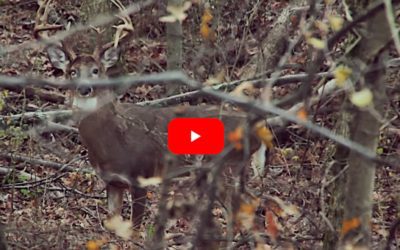 Bowhunter Downs One-Eyed, Drop Tine Buck With Perfect Shot
