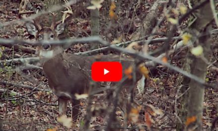 Bowhunter Downs One-Eyed, Drop Tine Buck With Perfect Shot