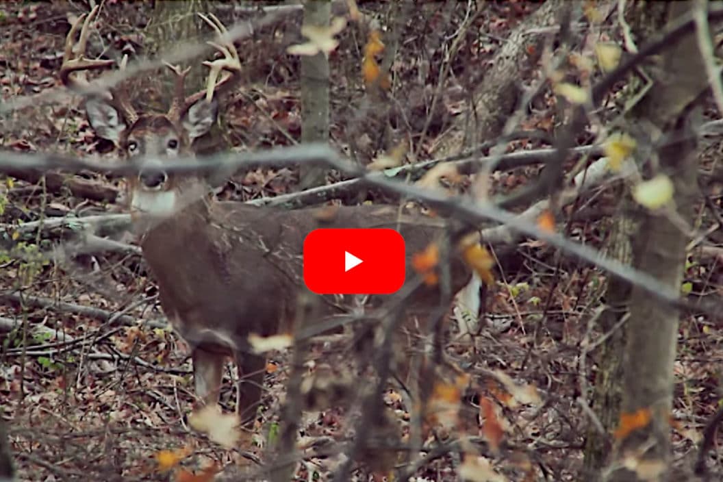 One Eye Droptine Buck