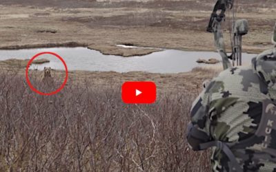 Bowhunter Makes Perfect Heart-Lung Shot on Huge Alaskan Brown Bear