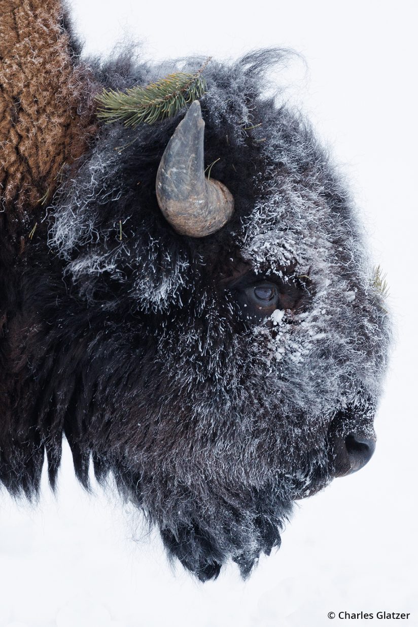 Image of a Bison at Yellowstone National Park